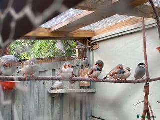 Finches birds Zebra finches - Advert 9