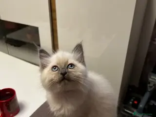 Ragdoll cats Kittens - Advert 6