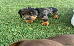 Dachshund dogs for sale: Dachshund Puppies - Image 2