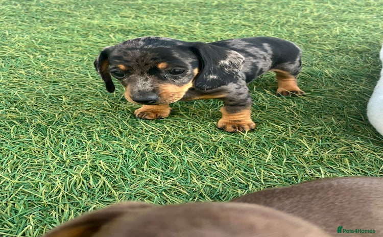 Dachshund dogs - Advert 3