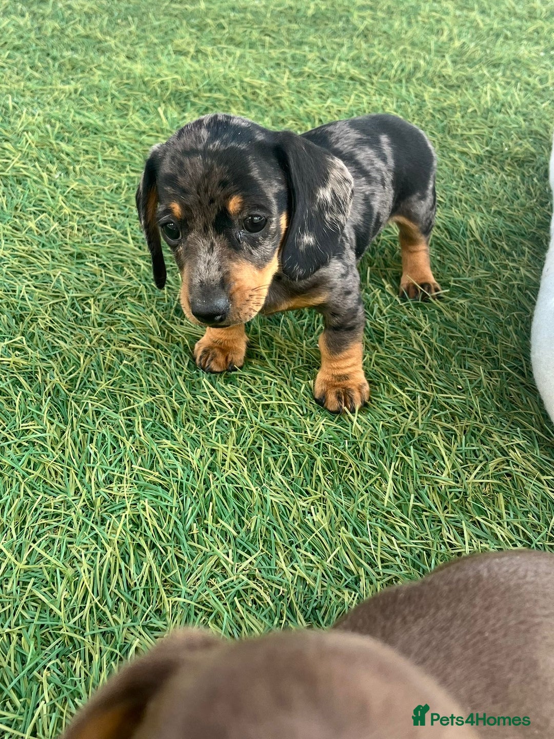 Dachshund dogs for sale: Dachshund Puppies - Image 2
