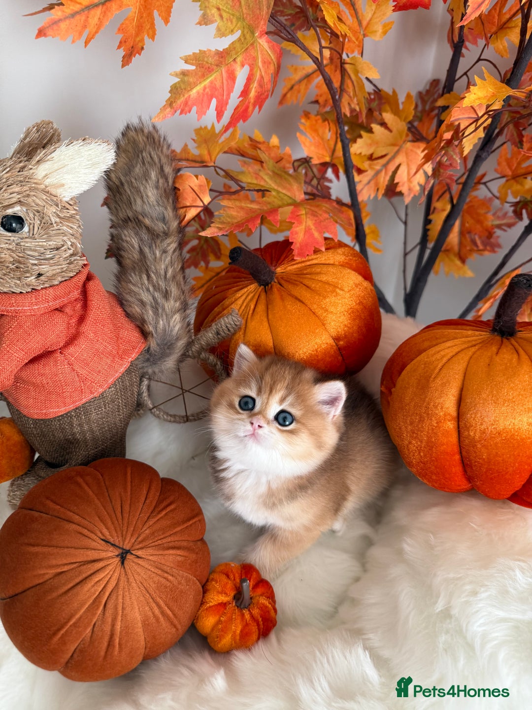 British Shorthair cats for sale: Golden British Shorthair  - Image 28