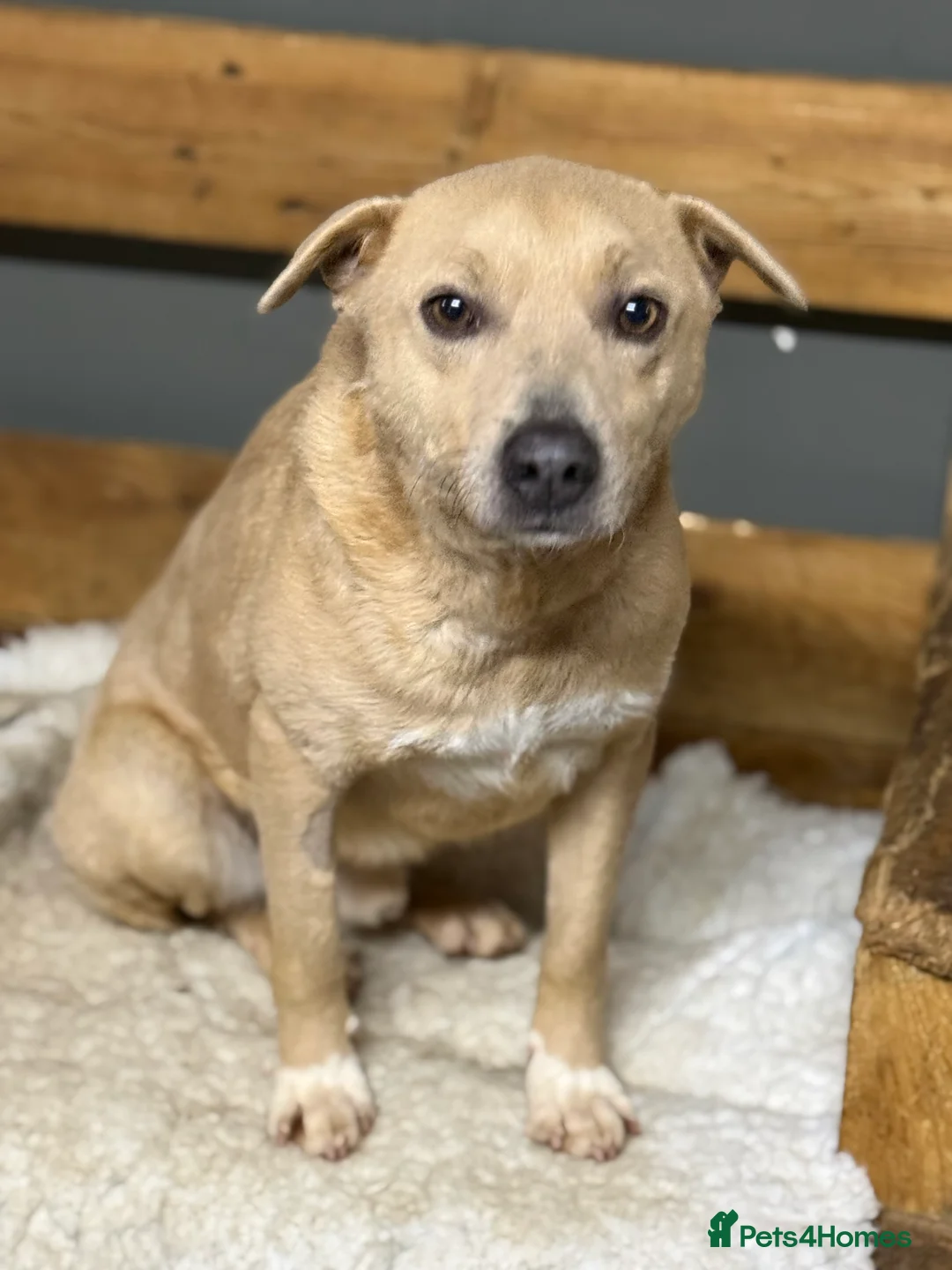 Mixed Breed dogs for adoption: Sweet Locky Looking for LOVE - Advert 4