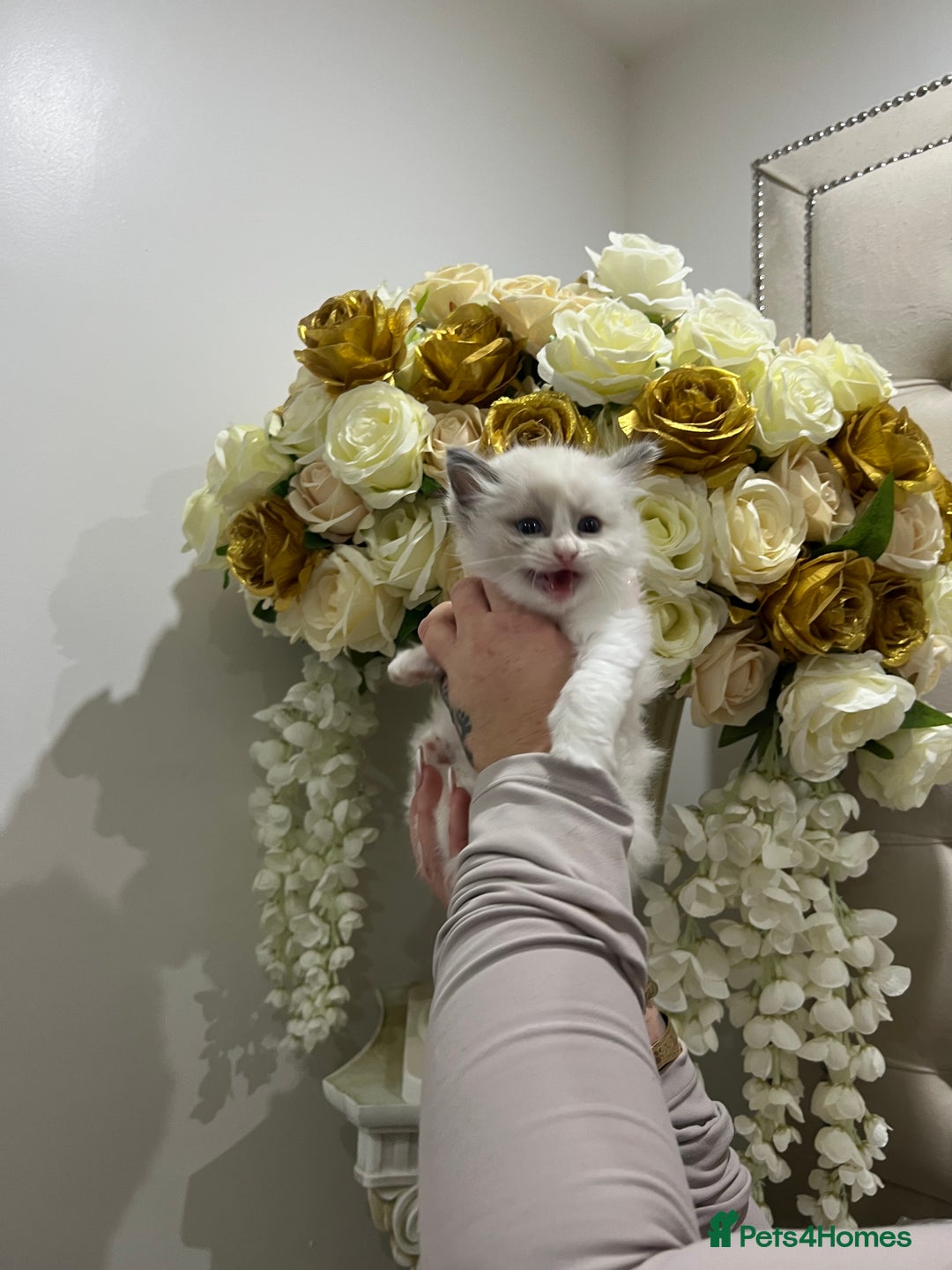 Ragdoll cats for sale: Gccf ragdoll kittens imperial grand champion lines - Advert 3