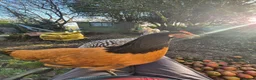 Chickens poultry for sale: Superb Male Chicks For Rehoming. in Dorchester - Advert 6