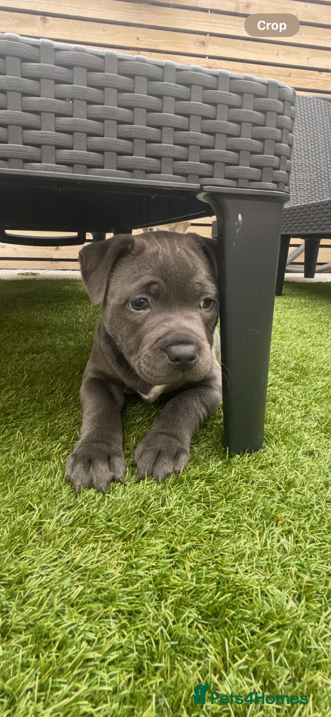 Staffordshire Bull Terrier dogs for sale: 🔷Top quality Pharaon puppy🔷 - Image 10