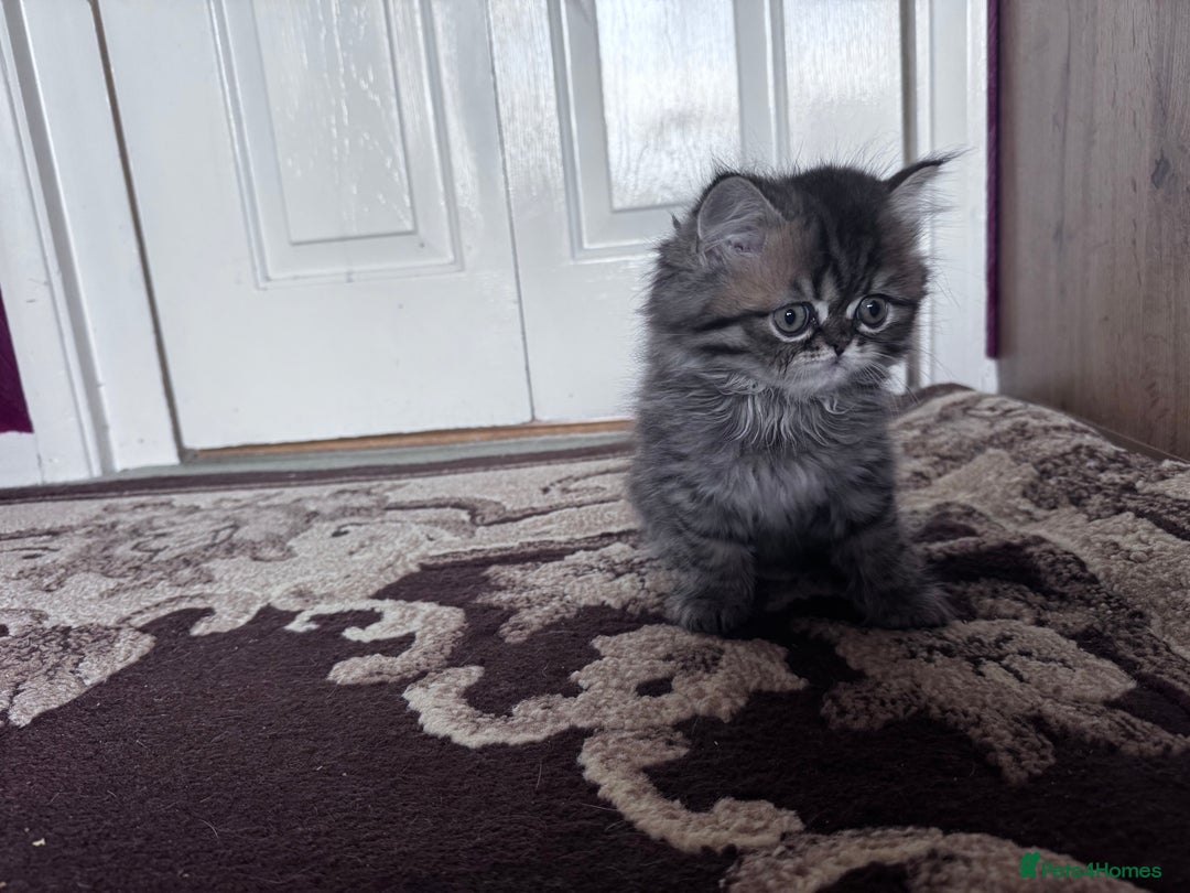 British Shorthair cats for sale: British Short Hair  - Advert 9