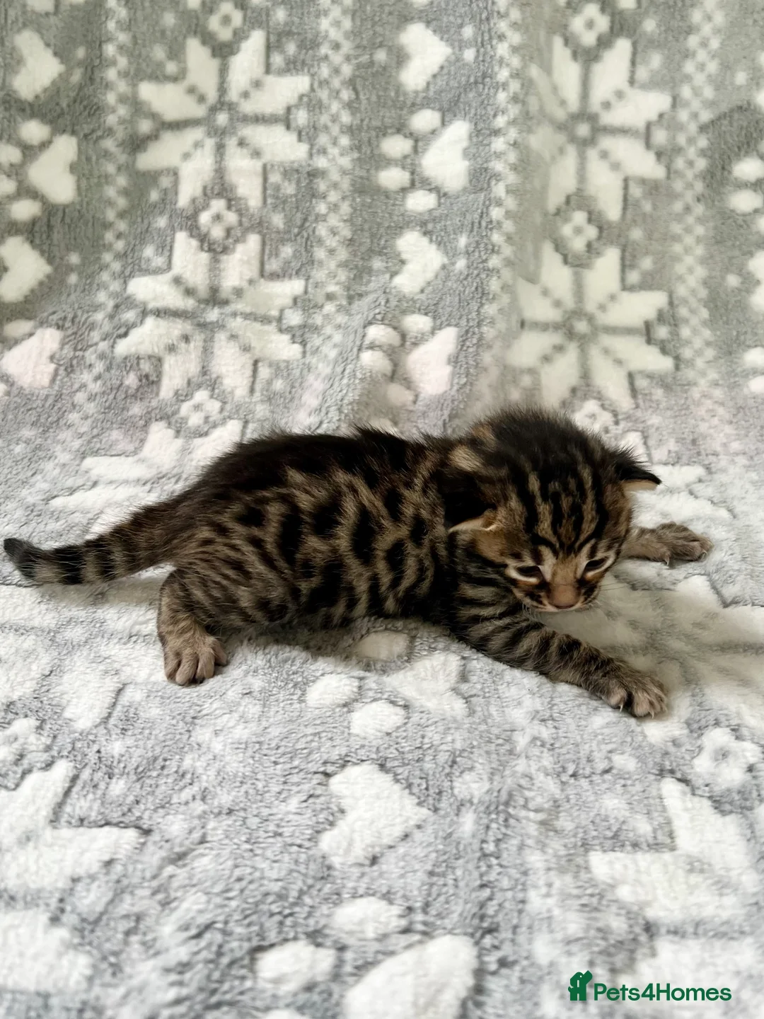 Bengal cats for sale: Top Pedigree Bengal Kittens - Advert 8