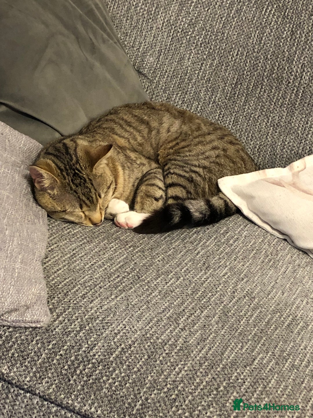 British Shorthair cats for sale: Loki Short Hair Tabby with white Chest - Advert 5