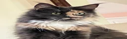 Maine Coon cats for sale: Gorgeous Tica Registered Maine Coon Girl  - Advert 6