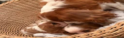 Cavalier King Charles Spaniel dogs for sale: DNA Clear KC Registered Cavalier Kcs Pups - Advert 15