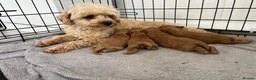 Cavapoo dogs for sale: Rare Asian poodle x Cavapoo puppies  in Canvey Island - Advert 1