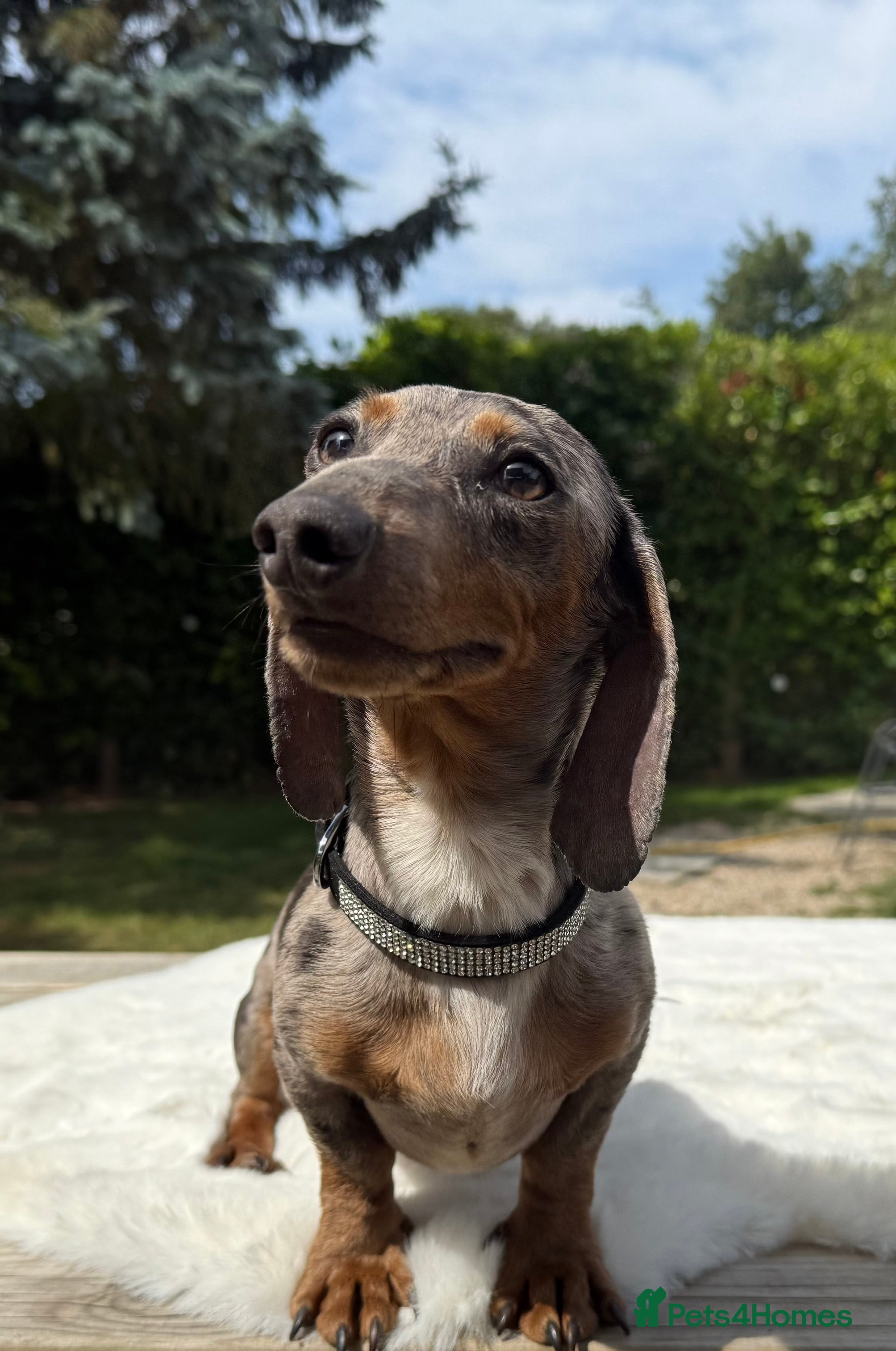 Miniature Dachshund dogs Tiny Kaninchen Miniature Dachshund 2.5 kg  - Advert 4