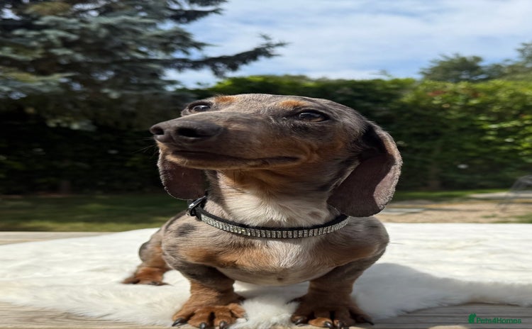 Miniature Dachshund dogs - Advert 1