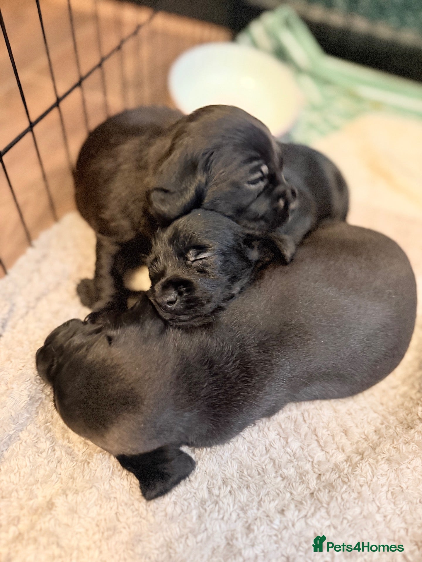 Mixed Breed dogs Mixed black dachshund puppies - Advert 3