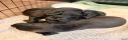 Mixed Breed dogs for sale: Mixed black dachshund puppies in Manchester - Advert 3