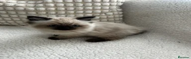 Ragdoll 5