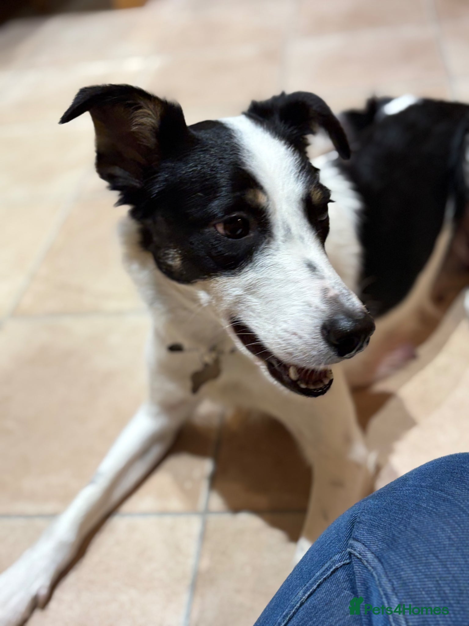 Border Collie dogs 2 Year Old Border Collie  - Advert 1
