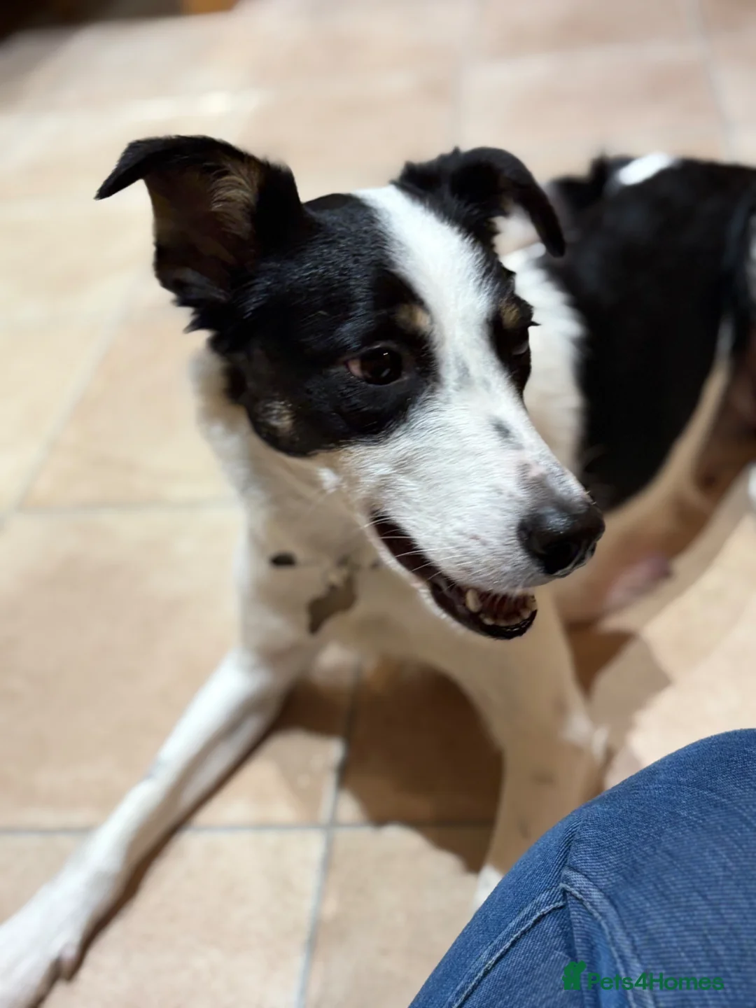 Border Collie dogs for sale: 2 Year Old Border Collie  - Advert 1