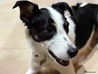 Border Collie dogs 2 Year Old Border Collie - Advert 1