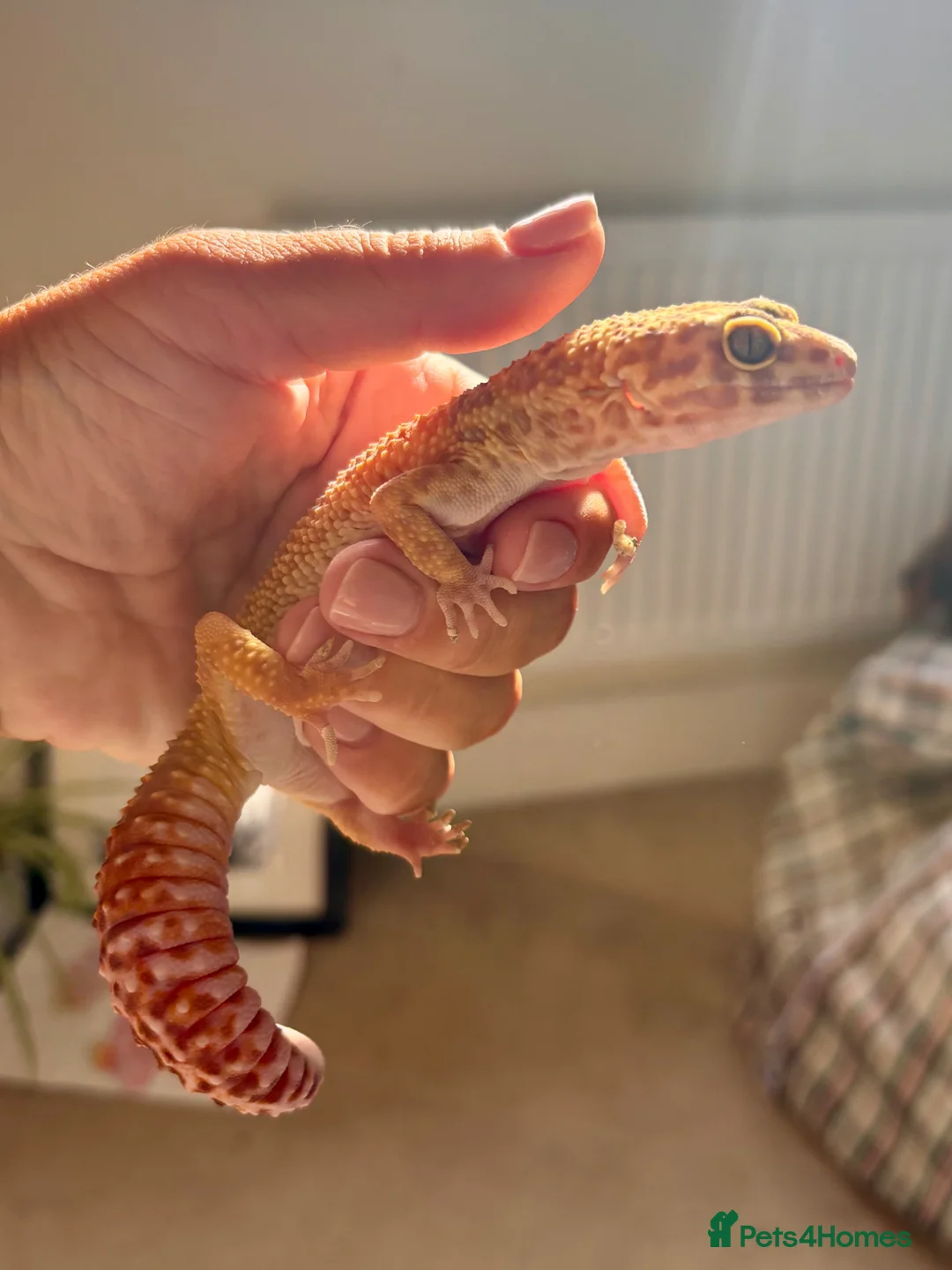 Leopard Gecko reptiles for sale: Female Leopard Gecko in Tetbury - Advert 2