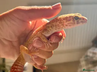 Leopard Gecko reptiles Female Leopard Gecko - Advert 3