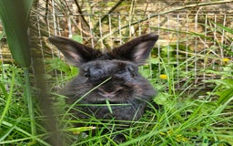 Lionhead rabbits for sale: Lion head rabbit - Image 2