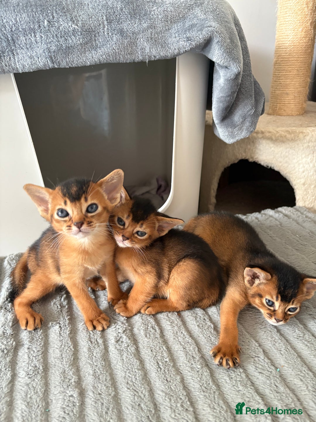 Abyssinian cats for sale: Champion Line Abyssinian Kittens - Reserve Today! - Image 15