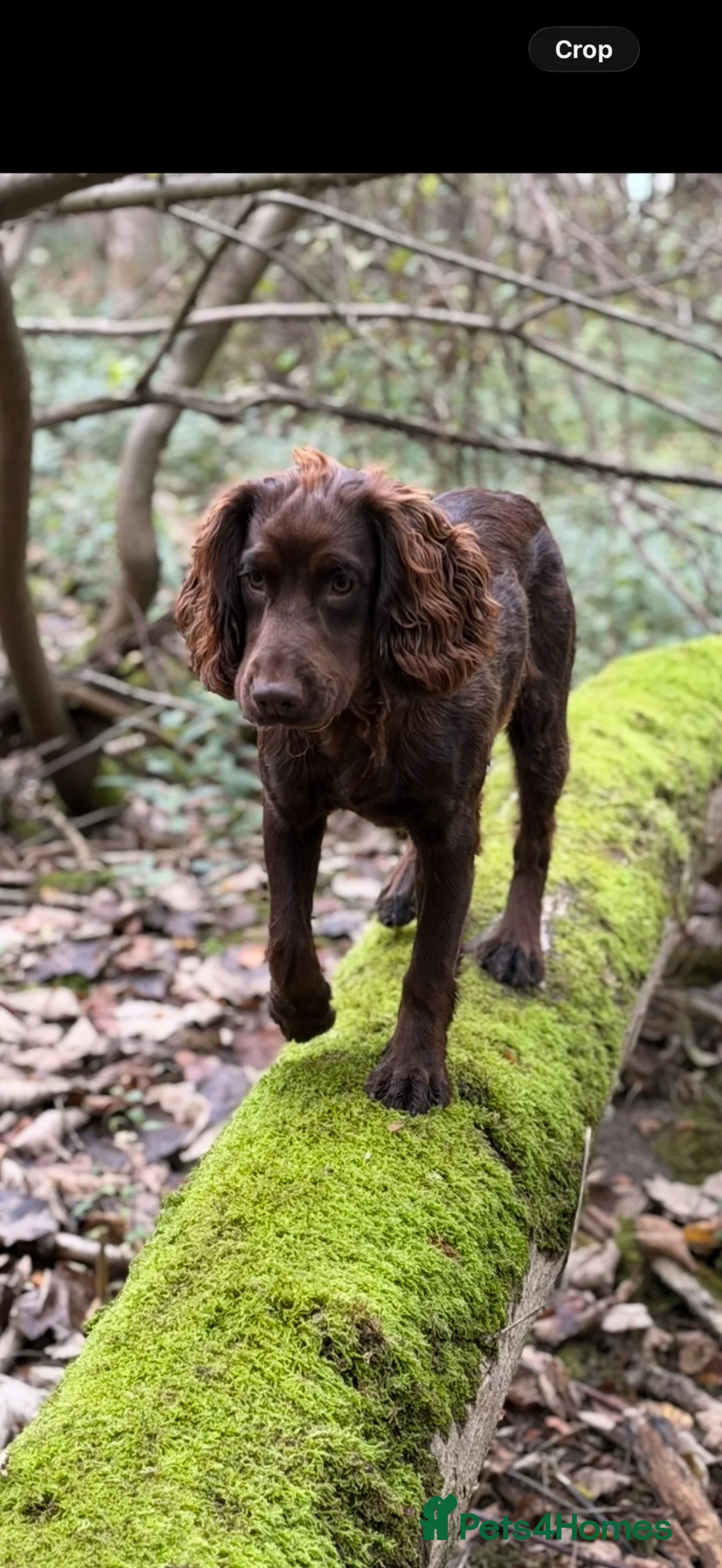 Cocker Spaniel dogs for stud: Working cocker at stud  in Sutton - Advert 2