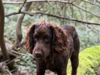 Cocker Spaniel dogs Working cocker at stud reduced to get him proven - Advert 2