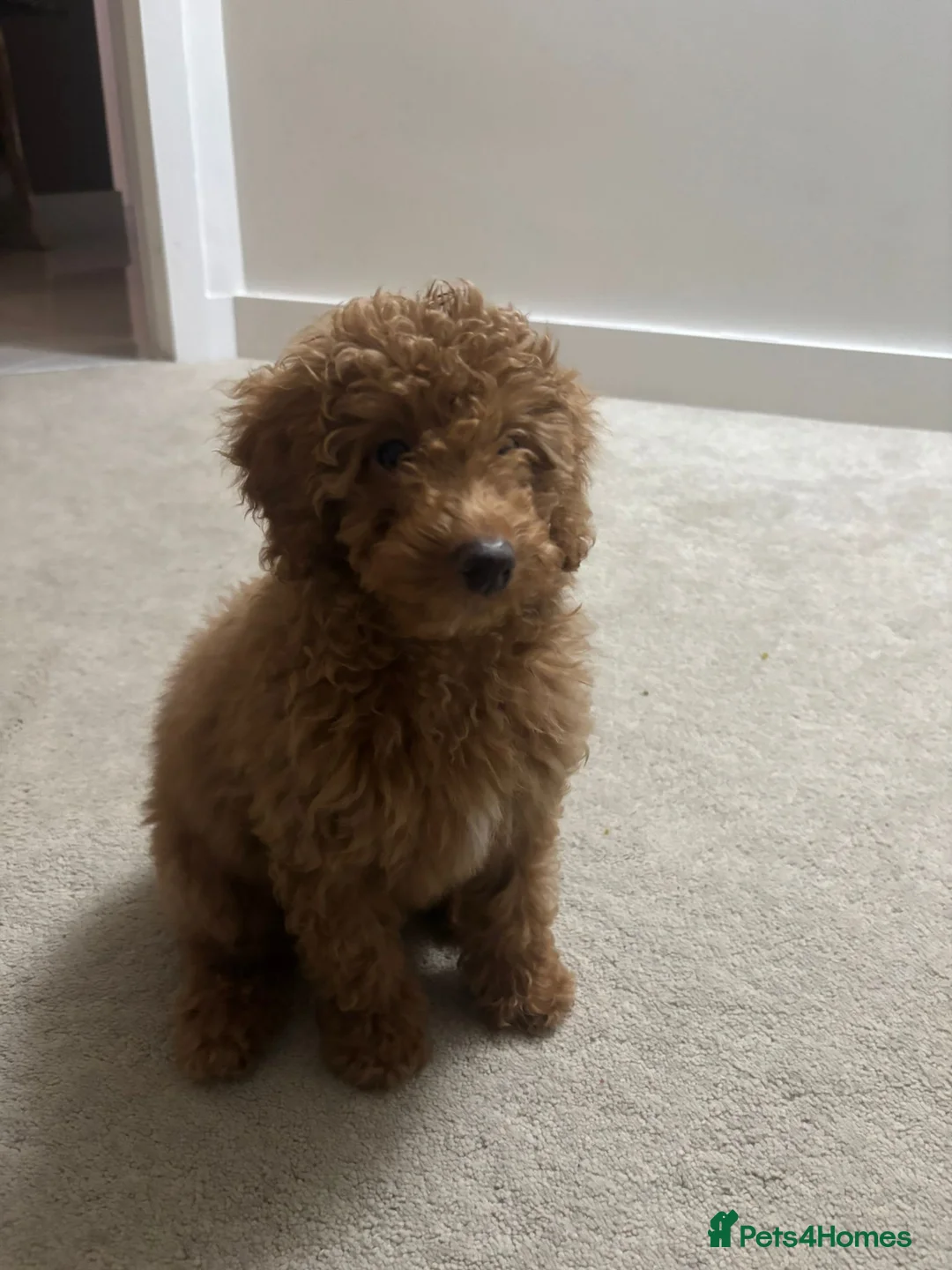 Cavapoo dogs for sale: Cavapoo named Charlie in Altrincham - Advert 6