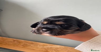 Mixed Breed dogs - Advert 1