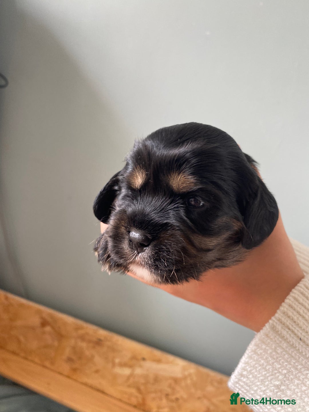 Mixed Breed dogs for sale: Cavapoo puppies - Image 3