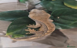 Gecko reptiles for sale: Crested Gecko Babies Baby Reptile  - Image 5