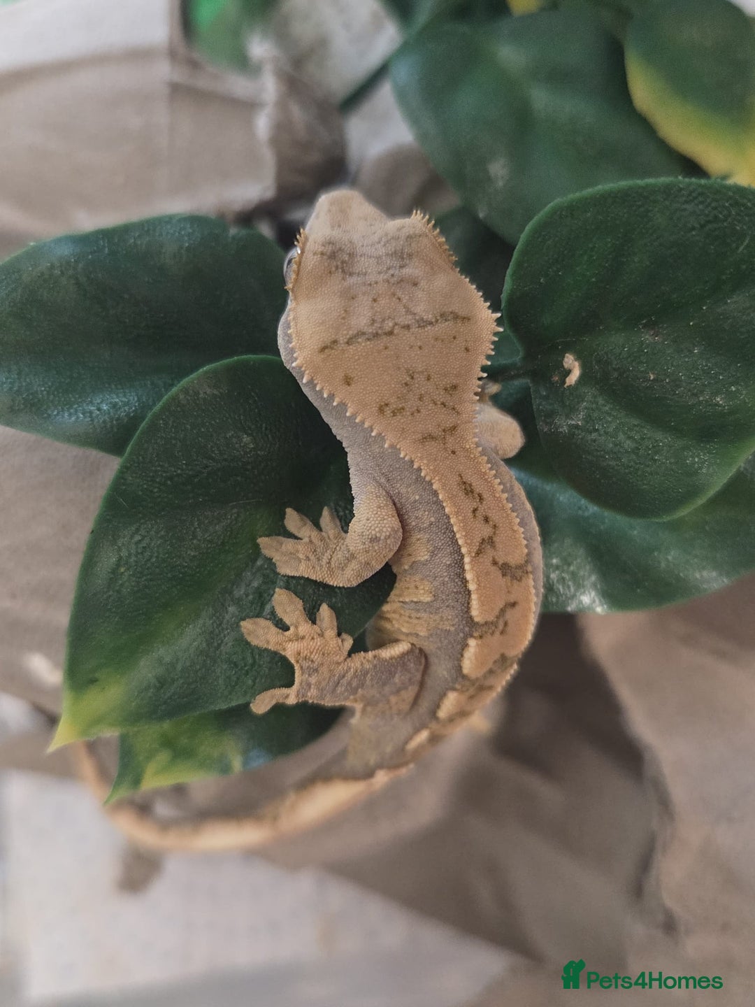 Gecko reptiles for sale: Crested Gecko Babies Baby Reptile  - Image 5