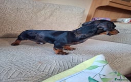 Miniature Dachshund dogs for sale: 2 gorgeous boys looking for their forever home - Image 6