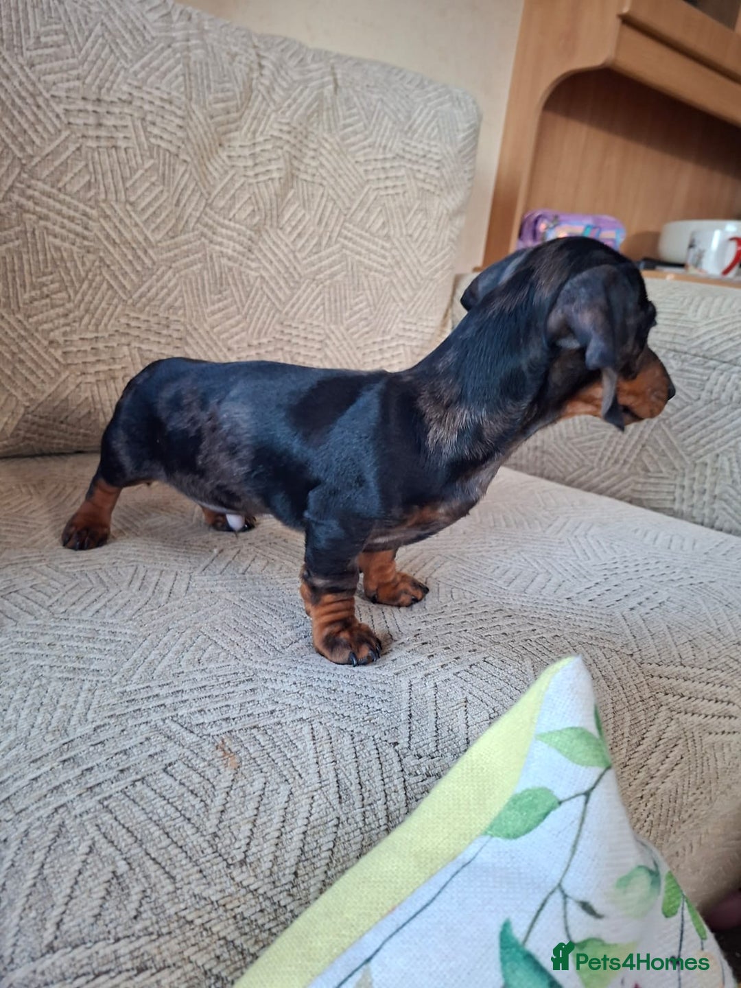 Miniature Dachshund dogs for sale: 2 gorgeous boys looking for their forever home - Image 6