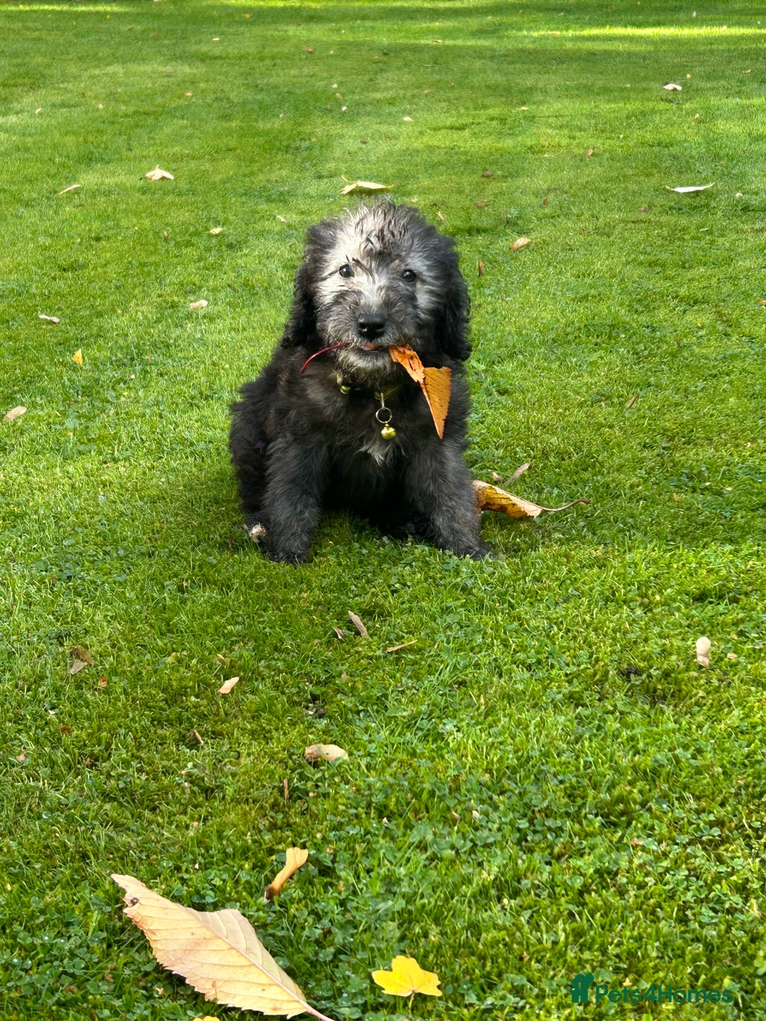 Bedlington Terrier dogs for sale: KC registered Bedlington Terrier puppy - Image 1