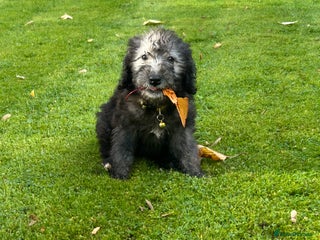 Bedlington Terrier dogs - Advert 1