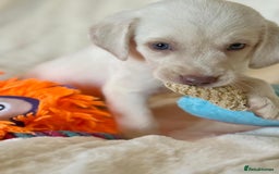 Labrador Retriever dogs for sale: KC Reg Fully Health Tested Labrador Pups - Image 17