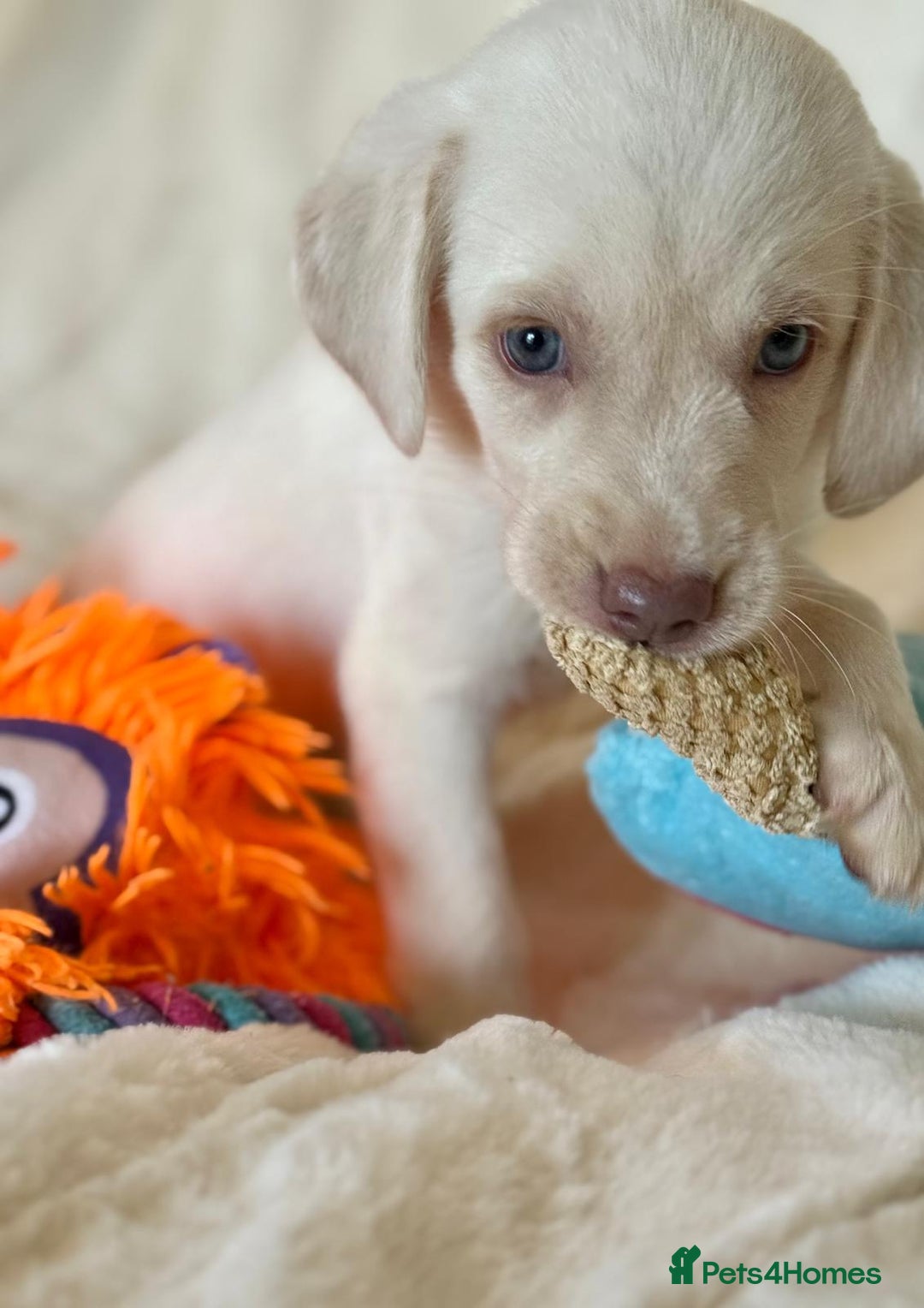 Labrador Retriever dogs for sale: KC Reg Fully Health Tested Labrador Pups - Image 17