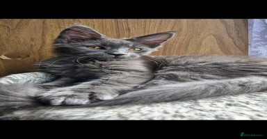 Maine Coon cats - Advert 8