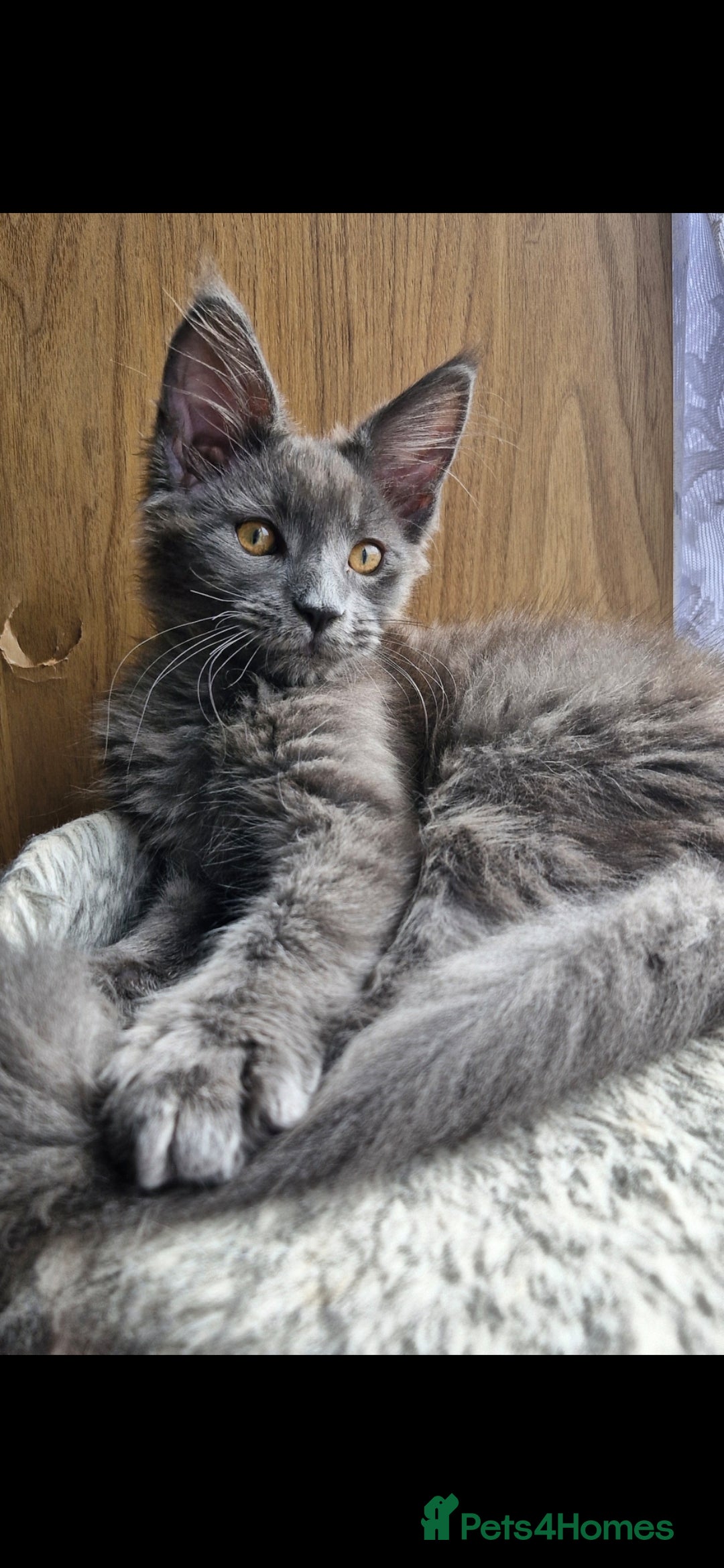 Maine Coon cats for sale: Little adorable kitten looking for new home  - Image 2