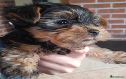 Yorkshire Terrier dogs for sale: Yorkshire terrier puppies  - Image 7