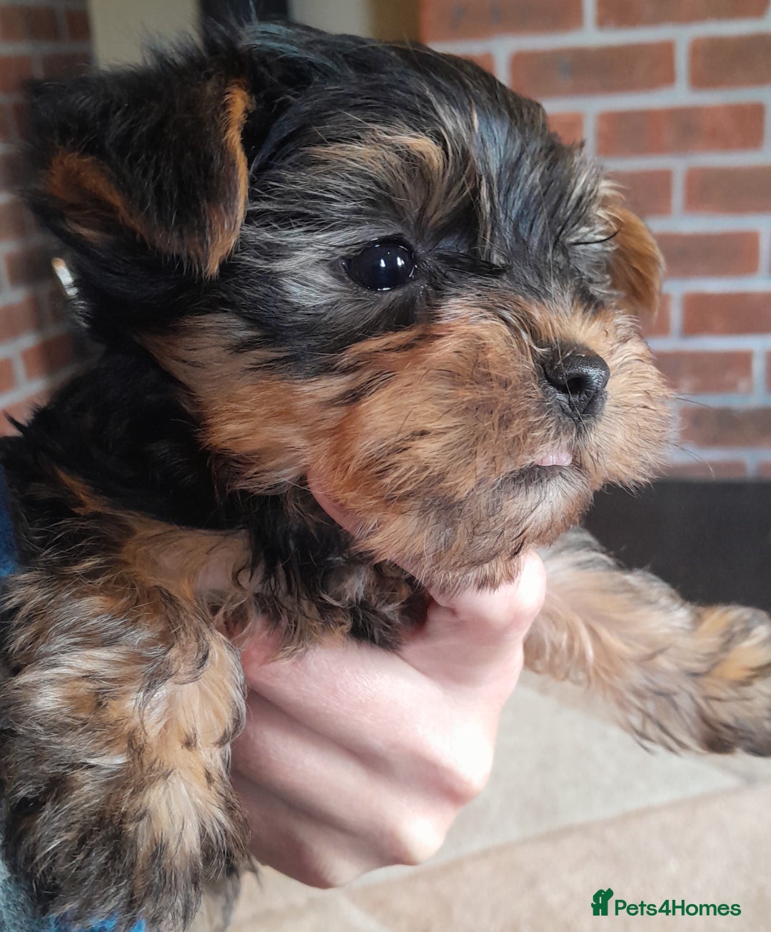 Yorkshire Terrier dogs for sale: Yorkshire terrier puppies  - Image 7