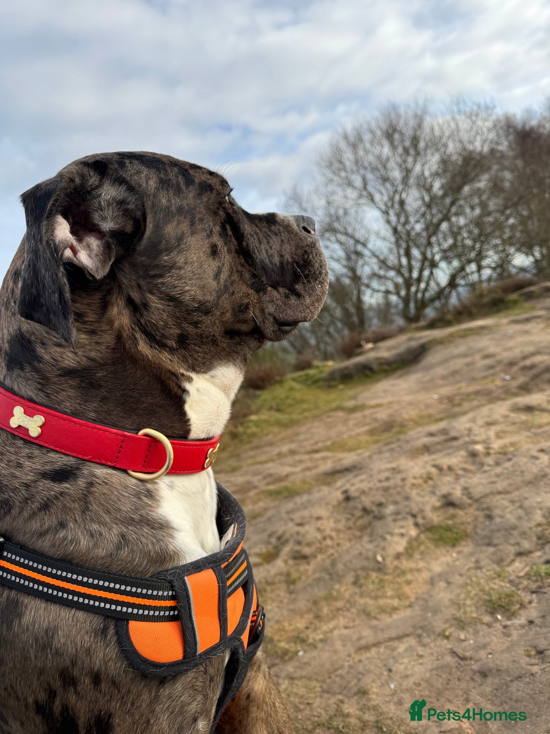 Mixed Breed dogs for sale: Rocco - Advert 10