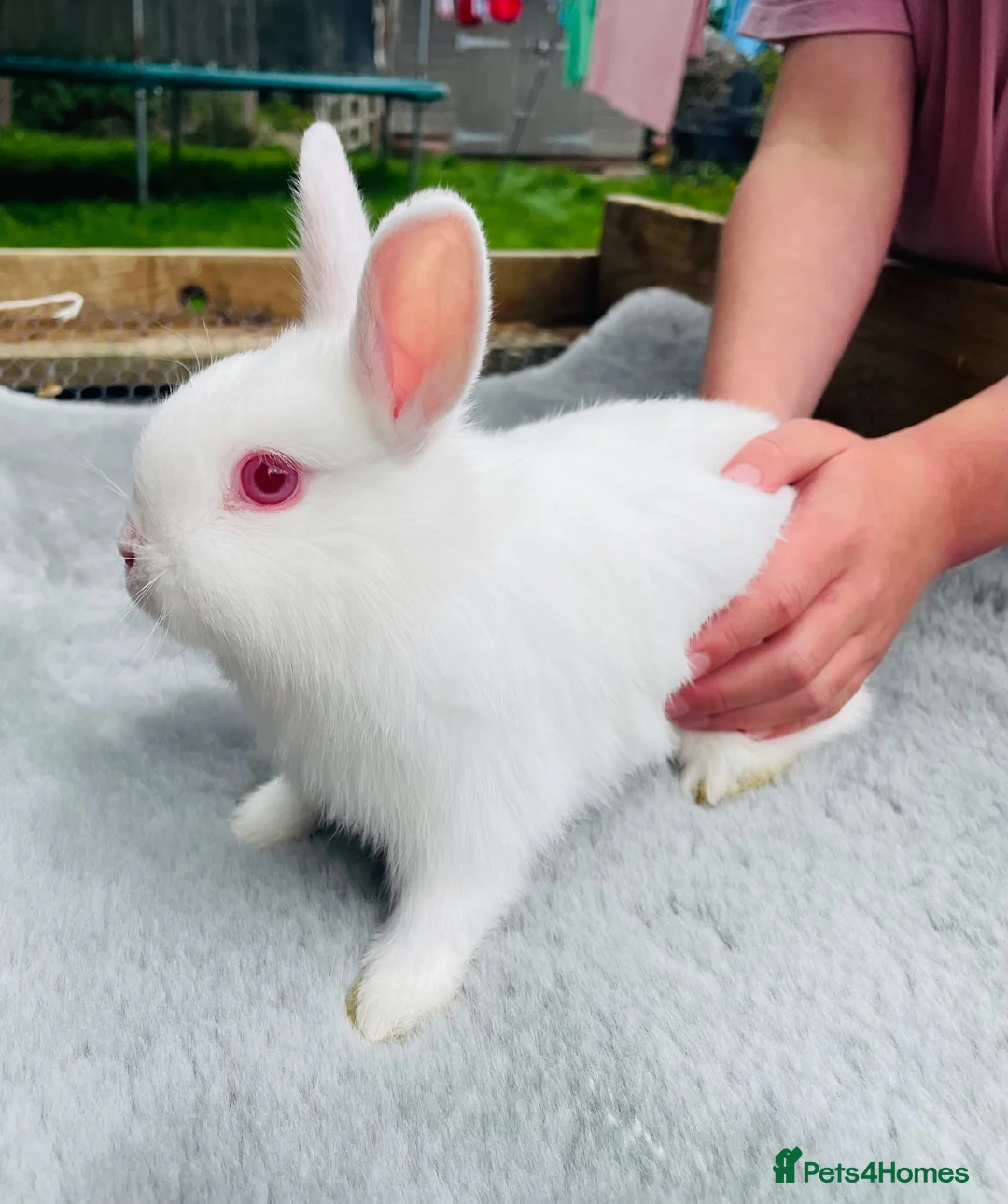 Netherland Dwarf rabbits for sale: x5 Netherland Dwarf Bunnies 🐰 - Advert 6