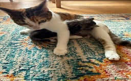 British Shorthair cats for sale: Male&Female British short hair kitten - Image 11