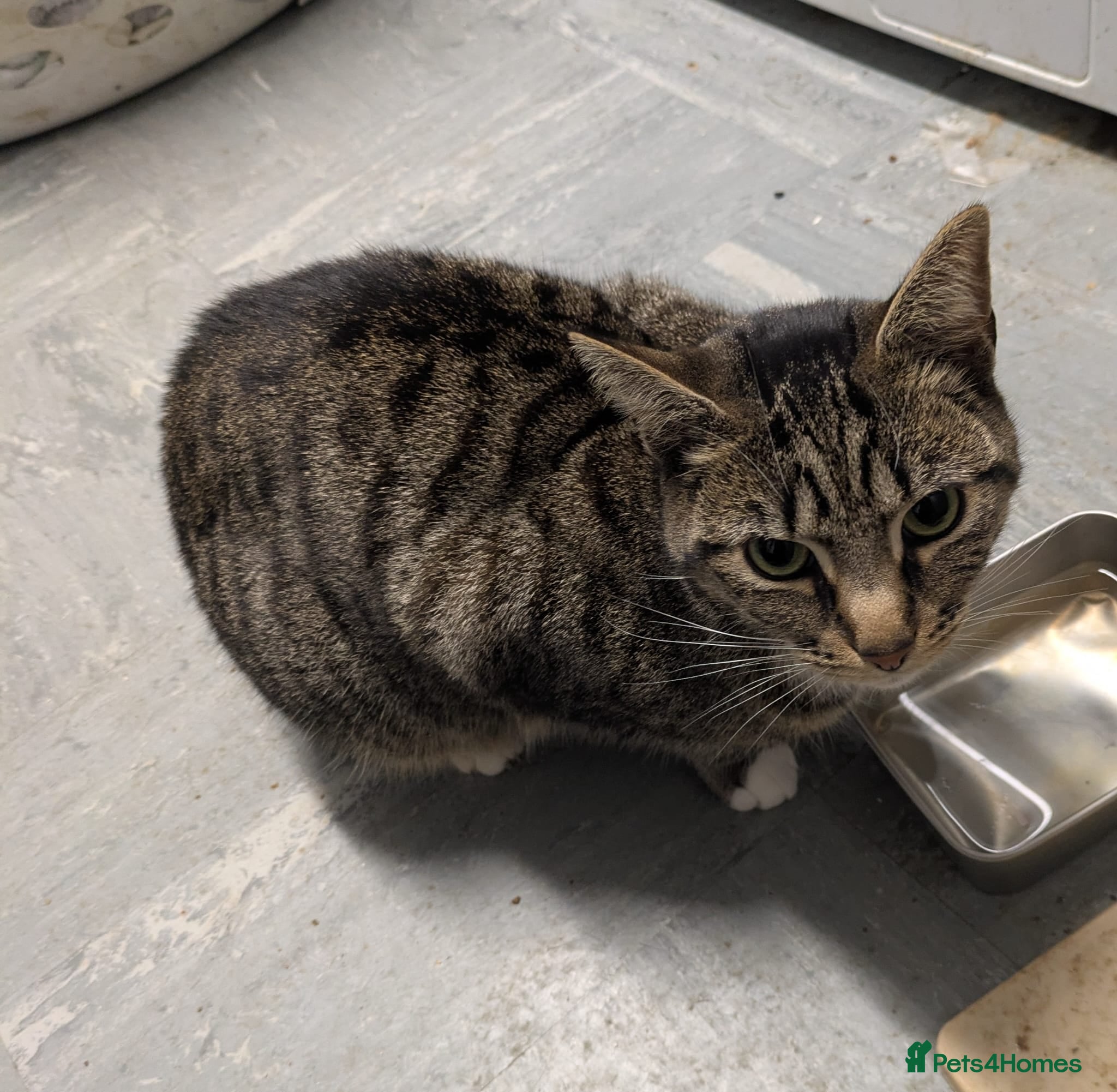 Mixed Breed cats Poppy, Gentle 2-Year-Old Neutered Female - Advert 1