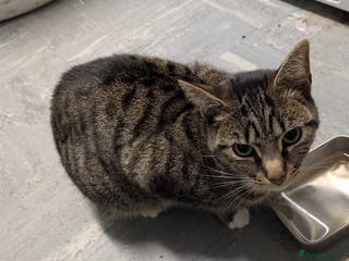 Mixed Breed cats Poppy, Gentle 2-Year-Old Neutered Female - Advert 2